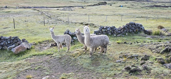 Authentic paths sustainable futures with Inside Peru Adventures