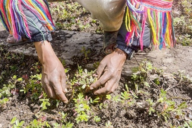 One traveler one native tree initiative with Inside Peru Adventures