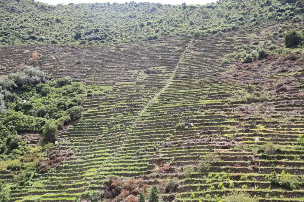 Ollantaytambo: Pumamarka Hike & Local Andean Experience 